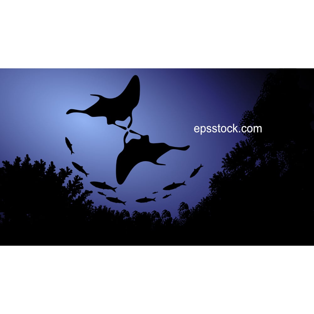 manta ray in the ocean