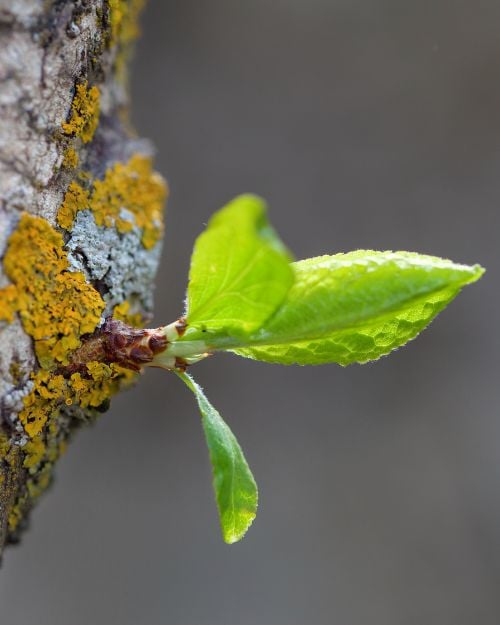 Close-up of a tree trunk with fresh green shoots emerging in spring