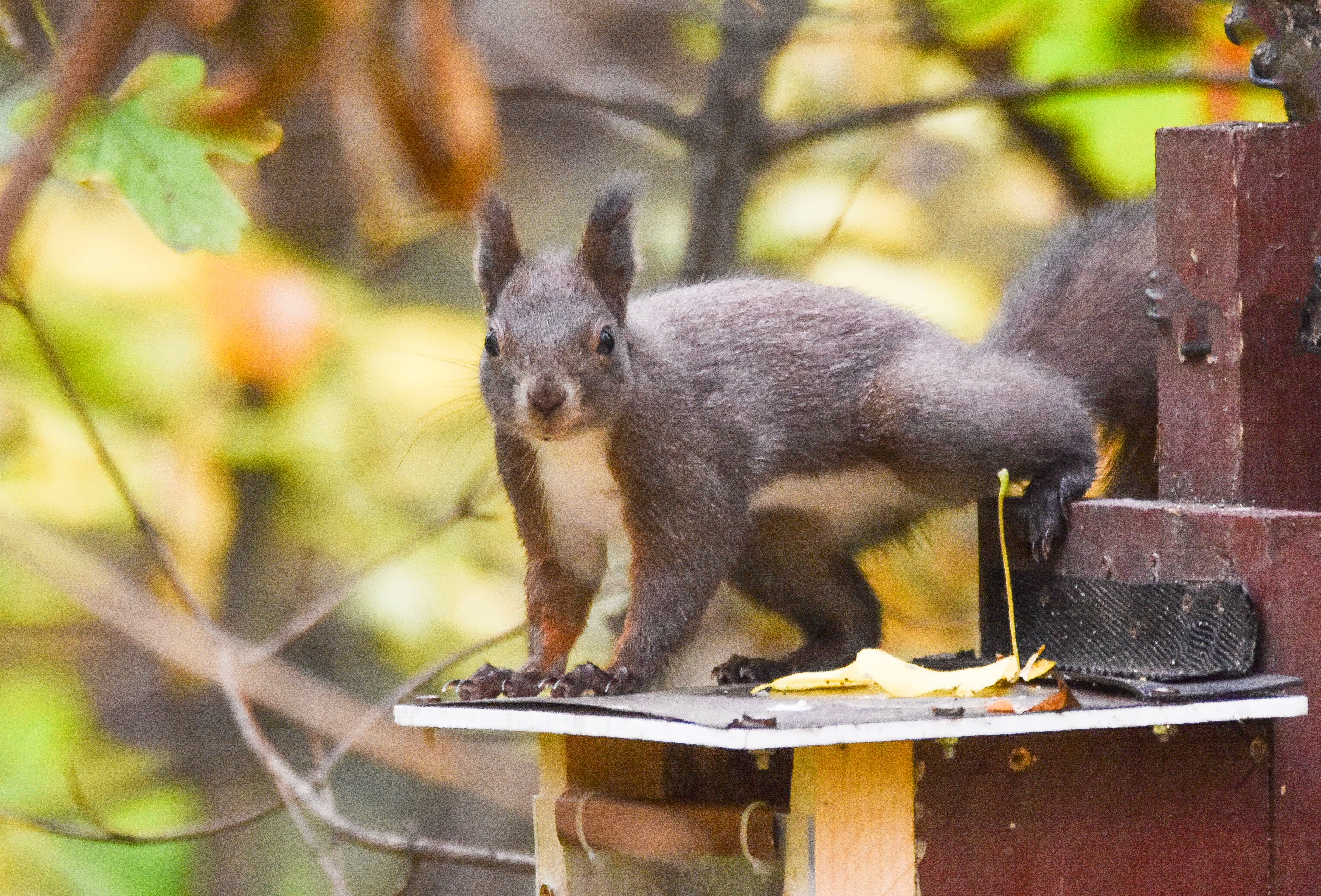 Wikd Squirrel Wild squirrel standing on bird feeder - Payhip