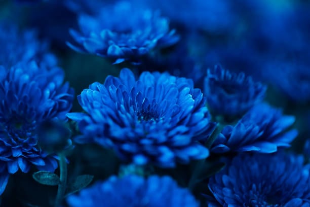 My Favorite Flowers