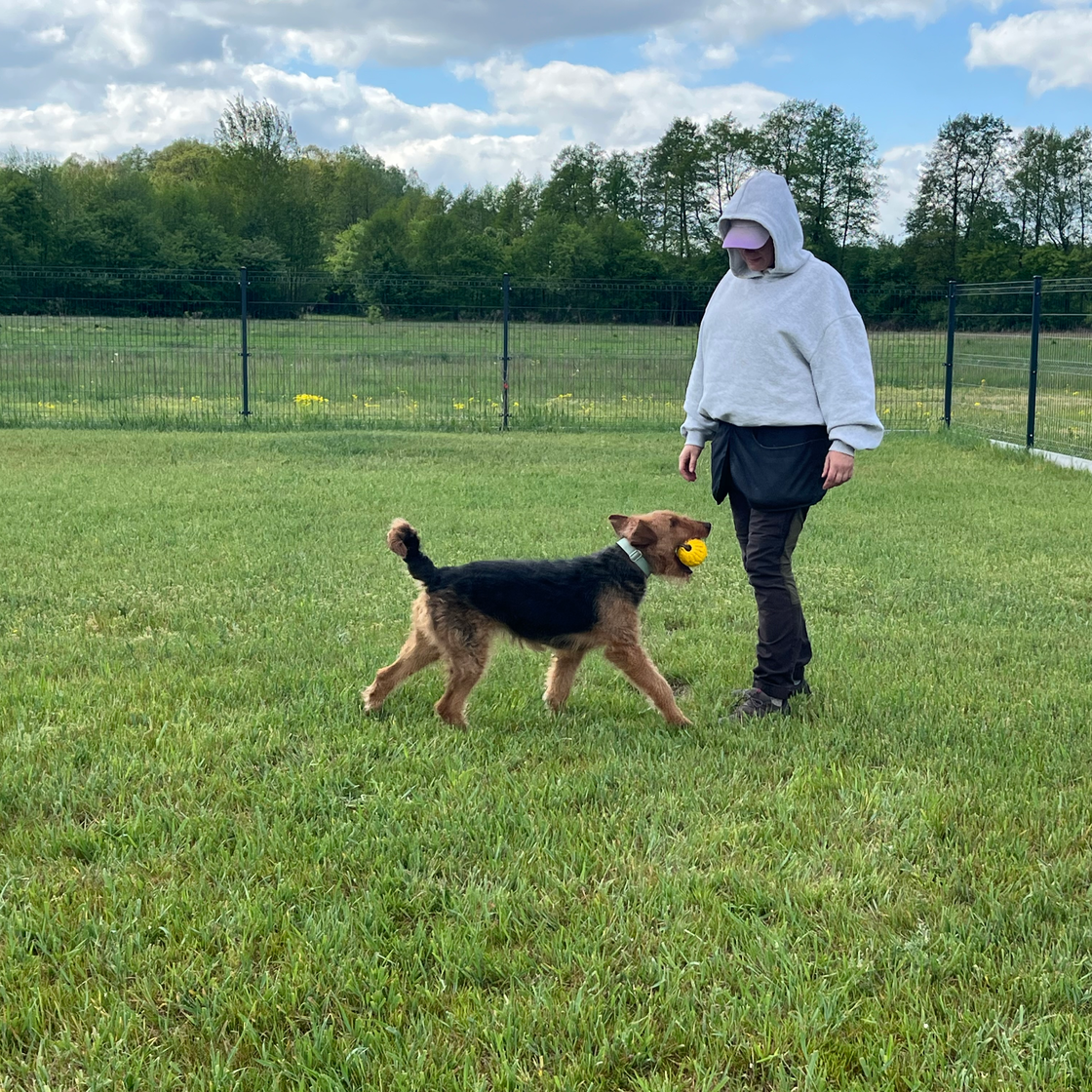 Trenerka Magda z psem Airedale terrier na placu treningowym. Pies trzyma w pysku piłkę i podchodzi do Magdy