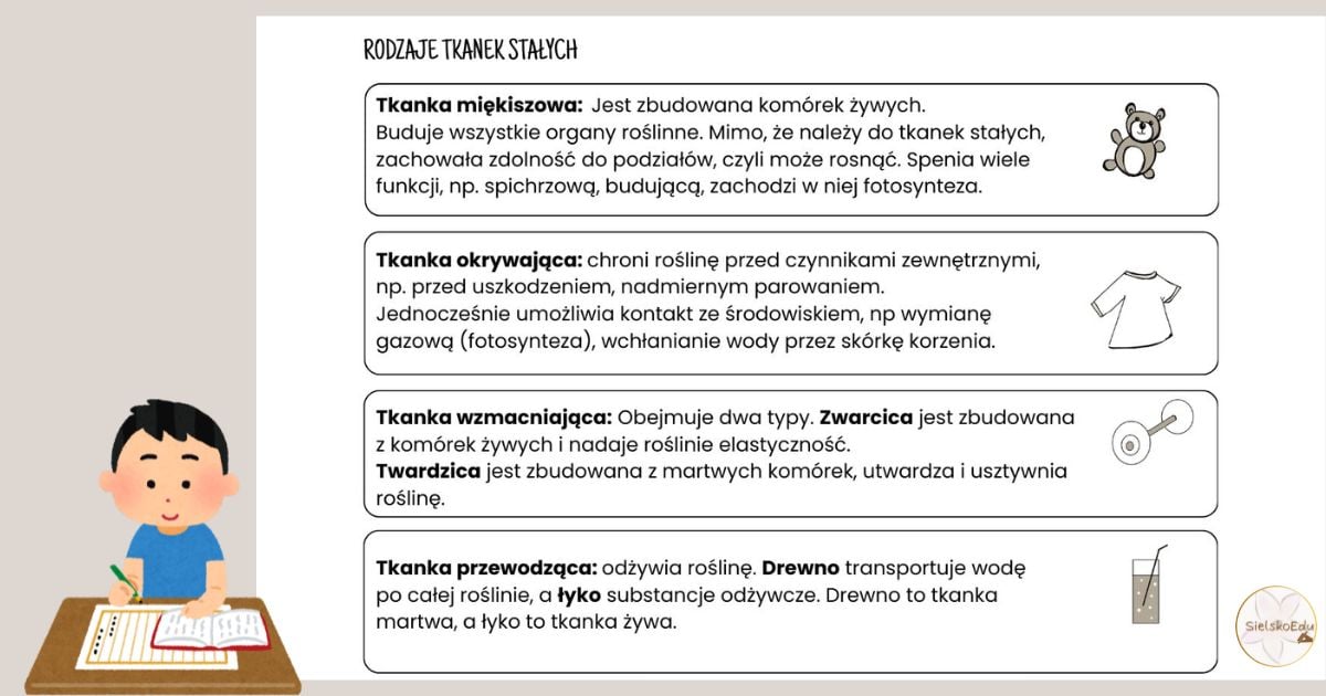 tkanki roślinne rodzaje