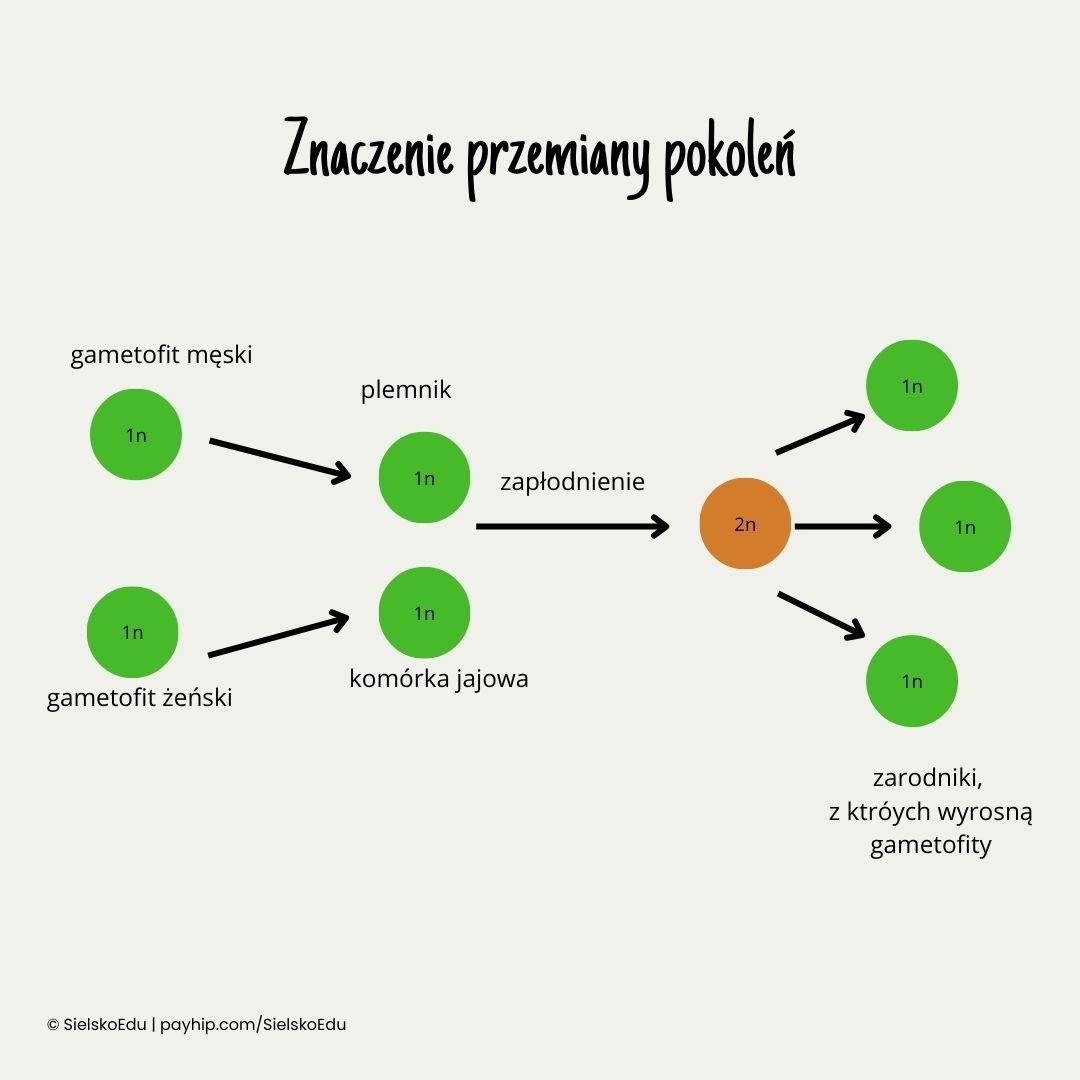 znaczenie przemiany pokoleń