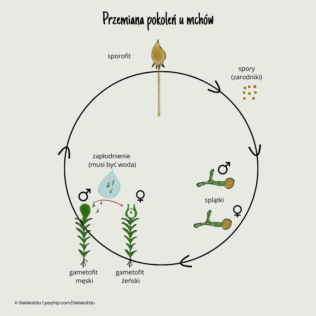 przemiana pokoleń mchy