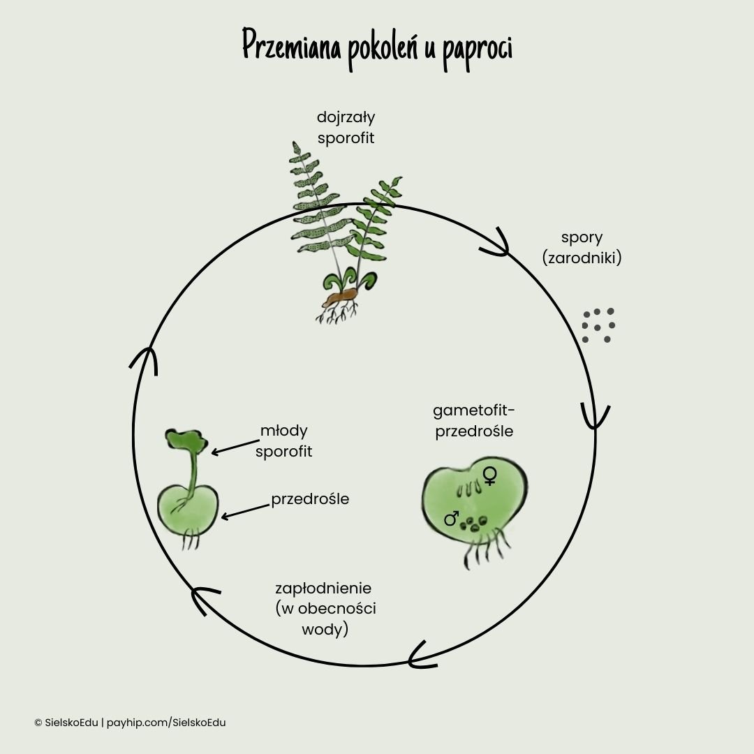 cykl rozwojowy paproci