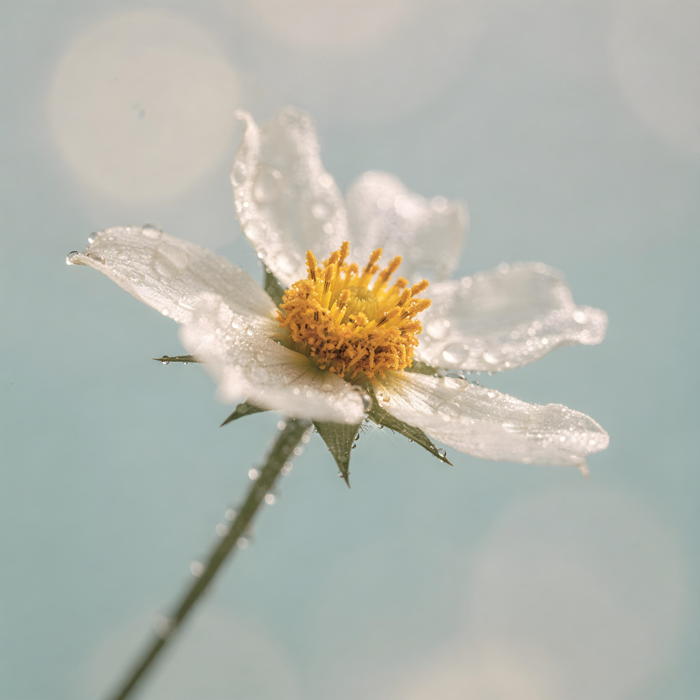 A macro closeup of white wildflower against a pastel blue bokeh background | Ai Generated