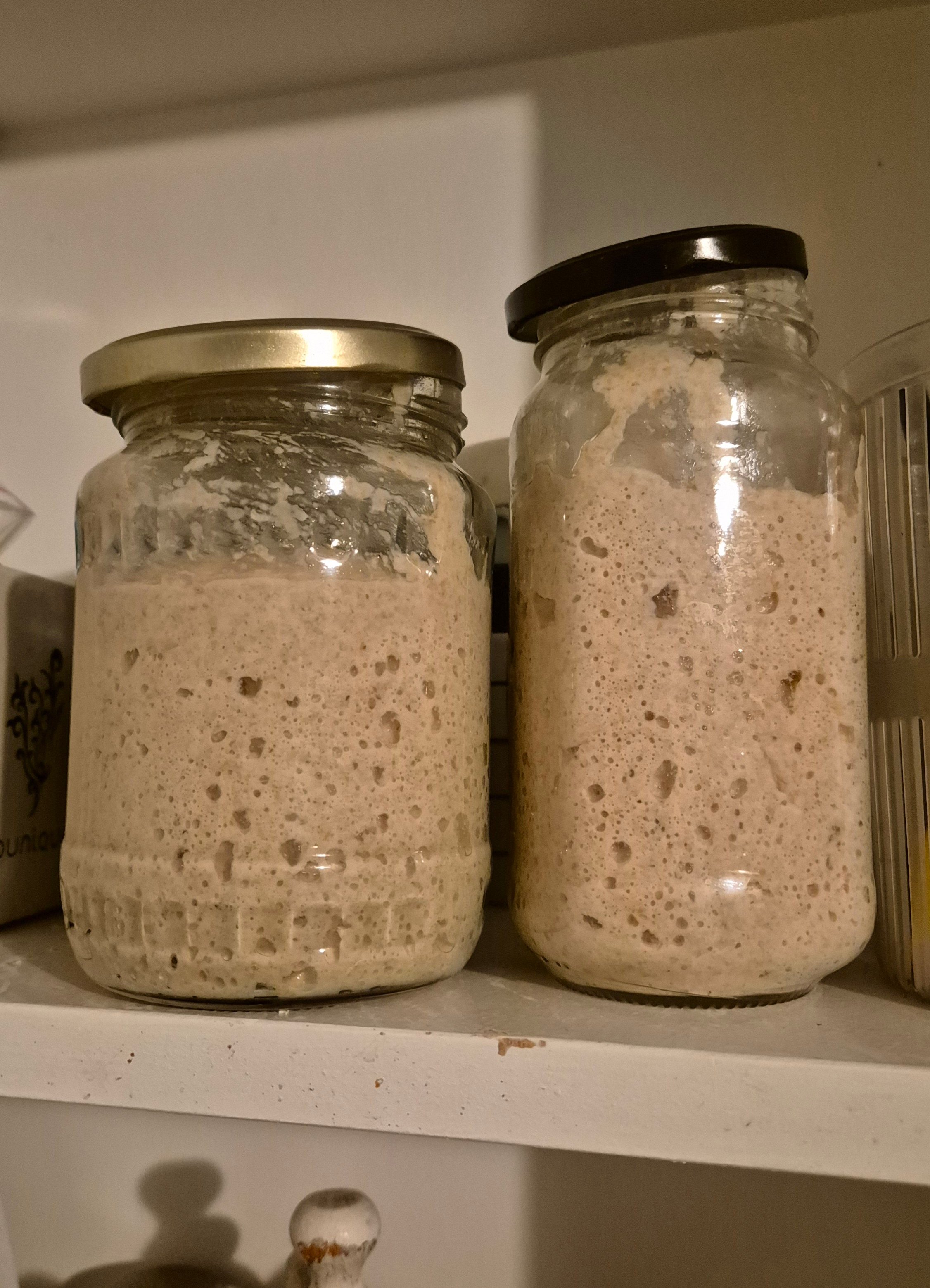 Sourdough Starter