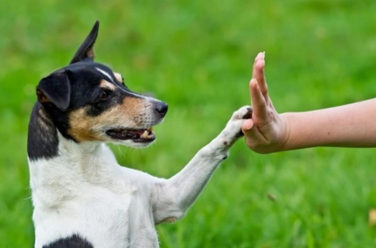 Canine Communication: Understanding What Your Dog is Really Saying