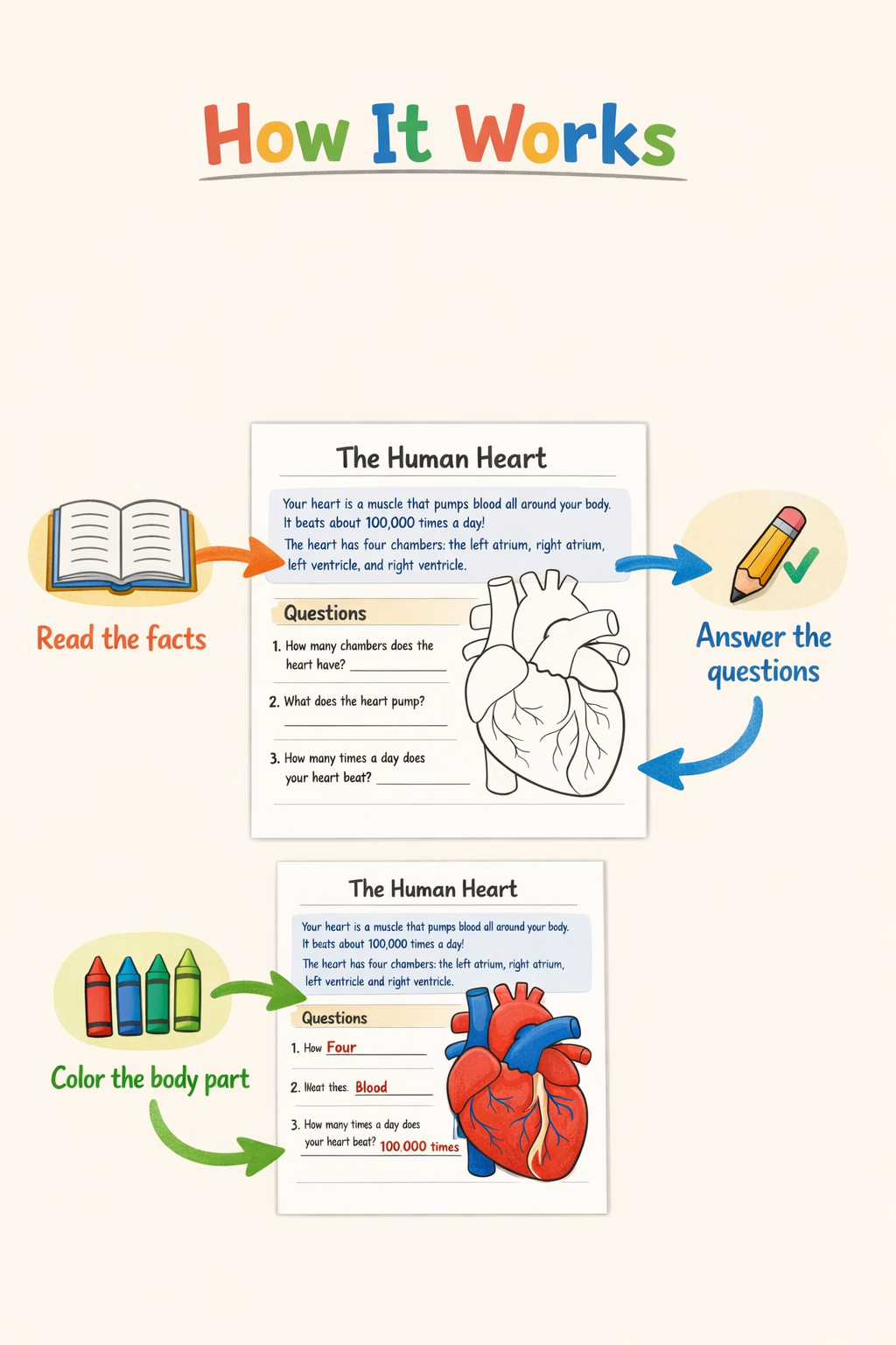 Discover My Body – Fun Read, Color & Learn Anatomy Activities (50 Printables)