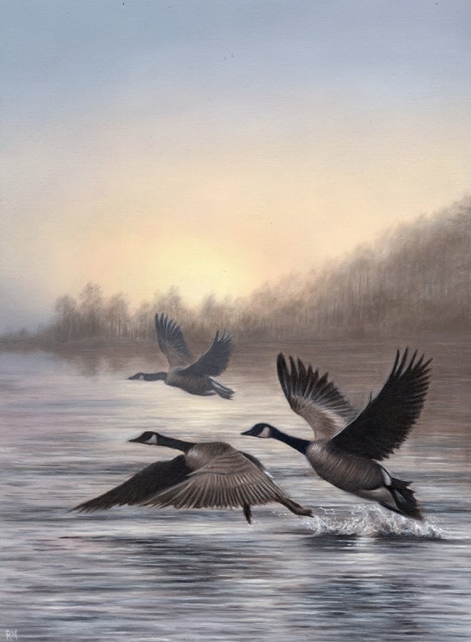 Canadian Geese