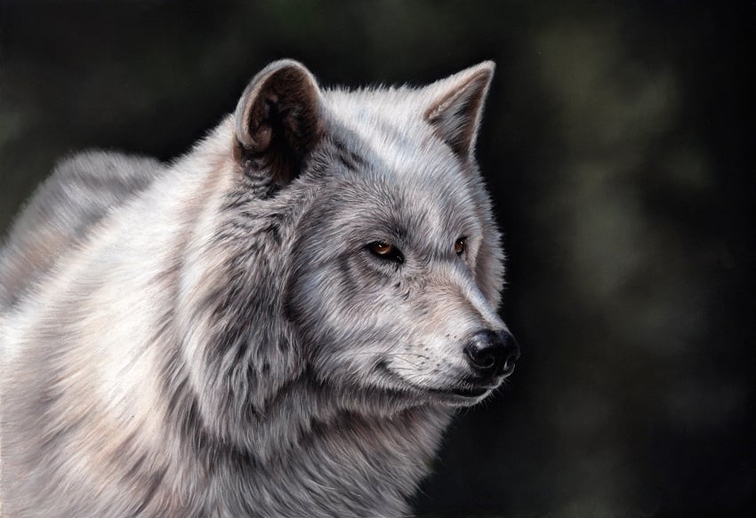 Hudson Bay Wolf