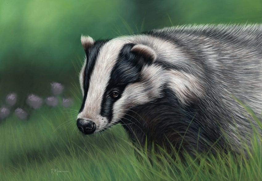 Badger