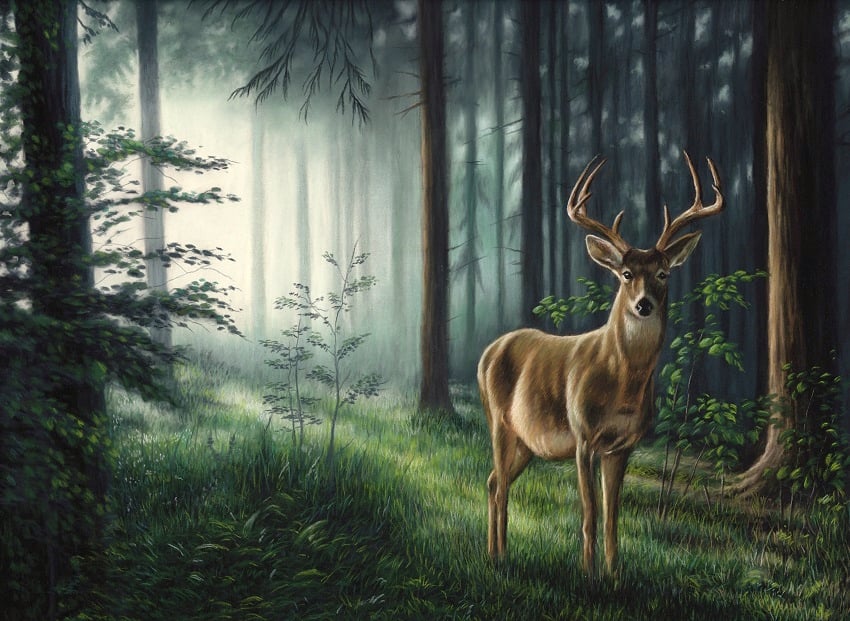 Deer