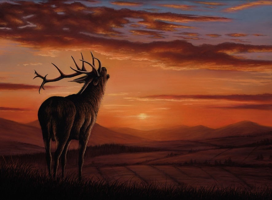 Stag