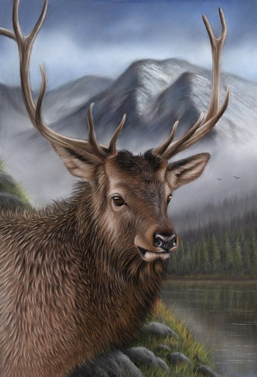 Elk