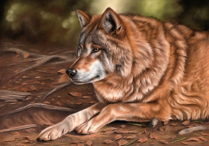 wolf