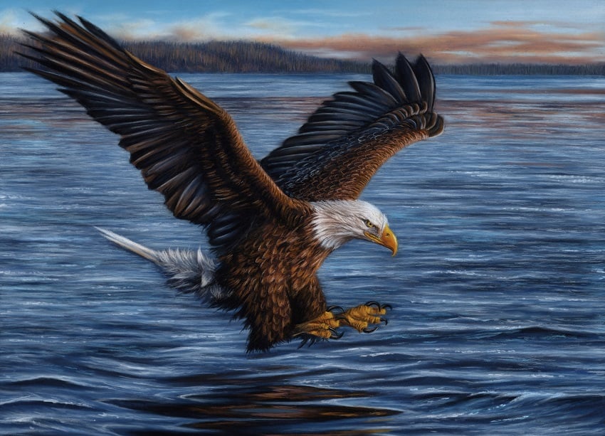 Bald Eagle