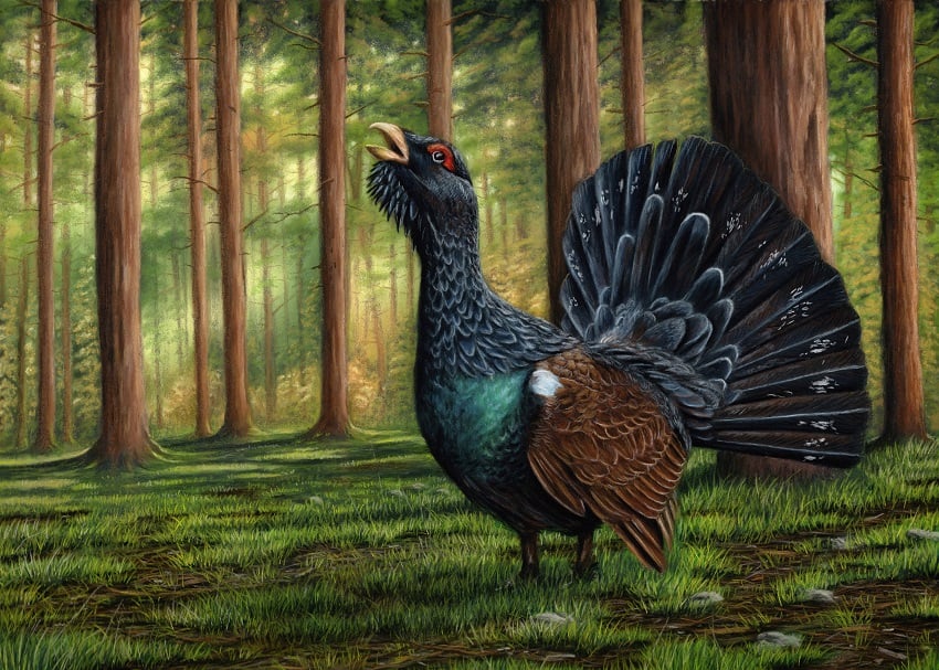 Capercaillie