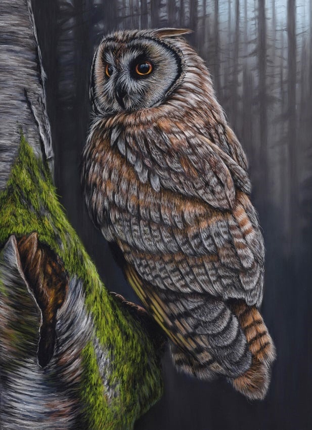 Long Eared Owl