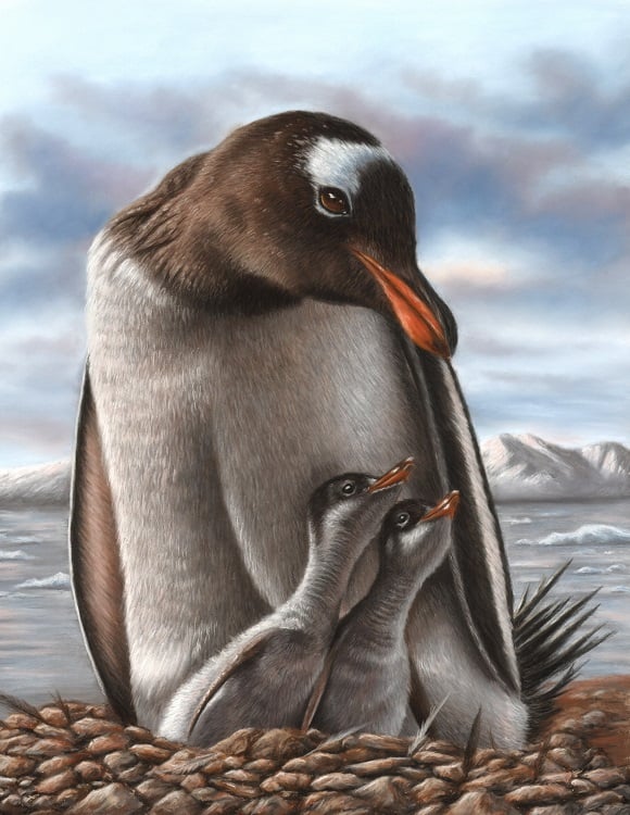 Gentoo Penguin