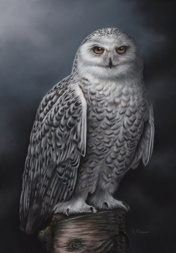 Snowy Owl