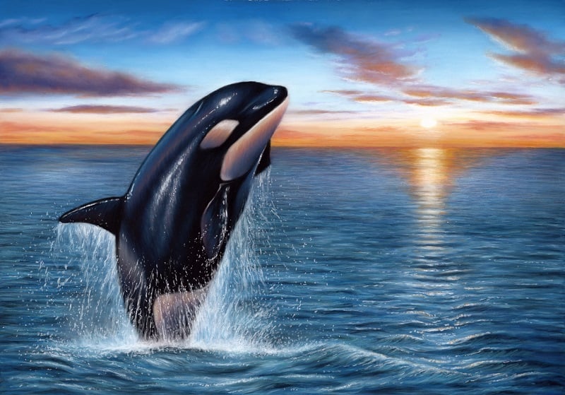 Orca