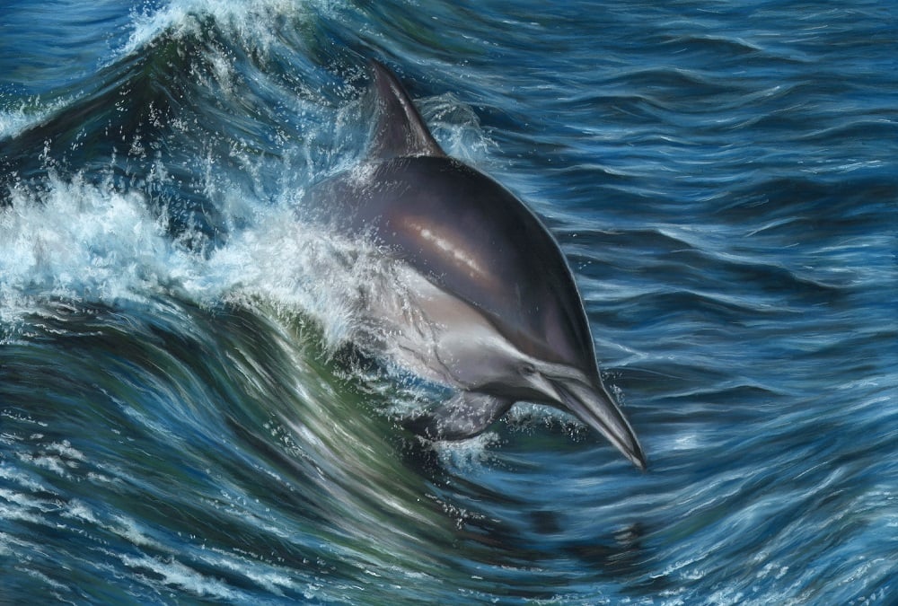 Common Dolphin.