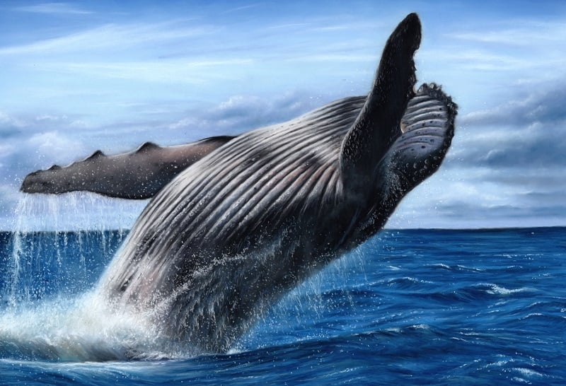 Humpback Whale