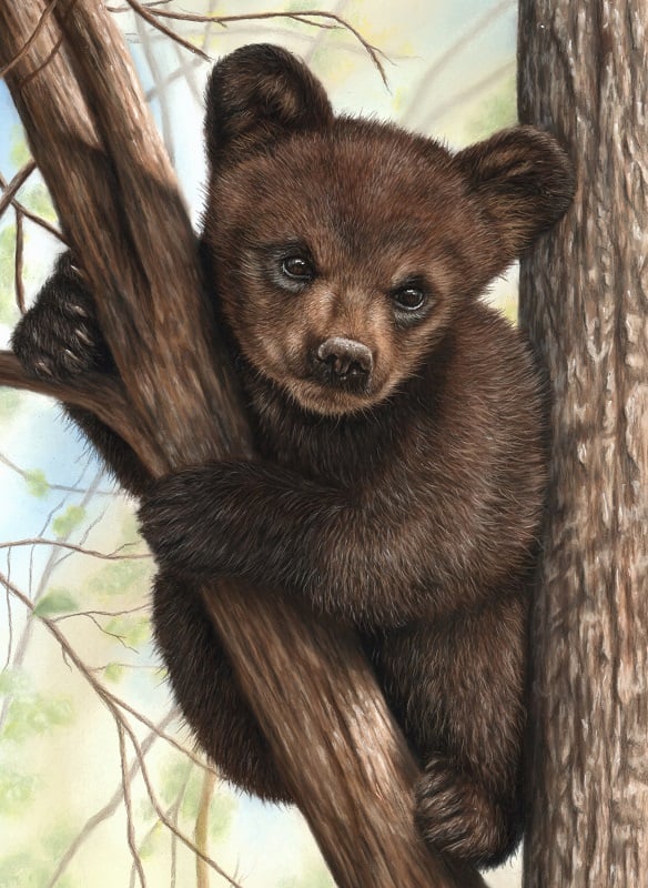 bear cub
