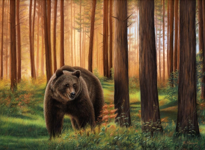 Bear in Woods