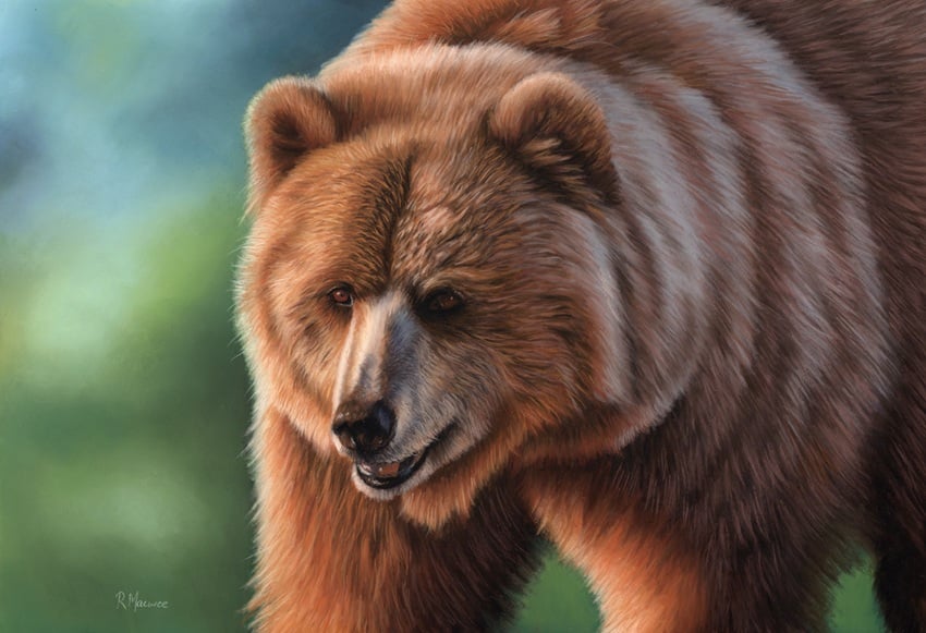 Brown Bear