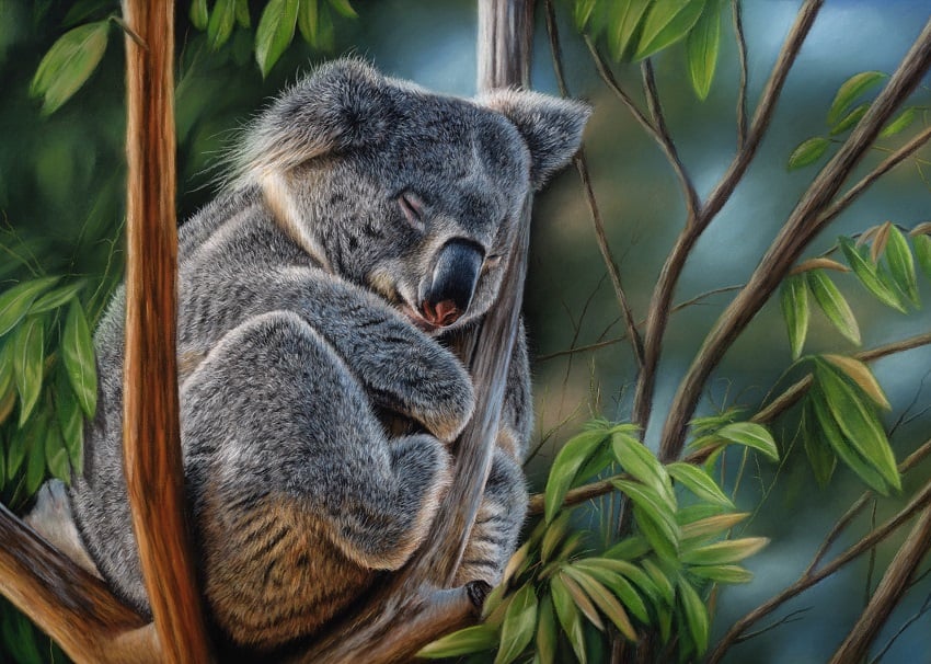 Koala Bear