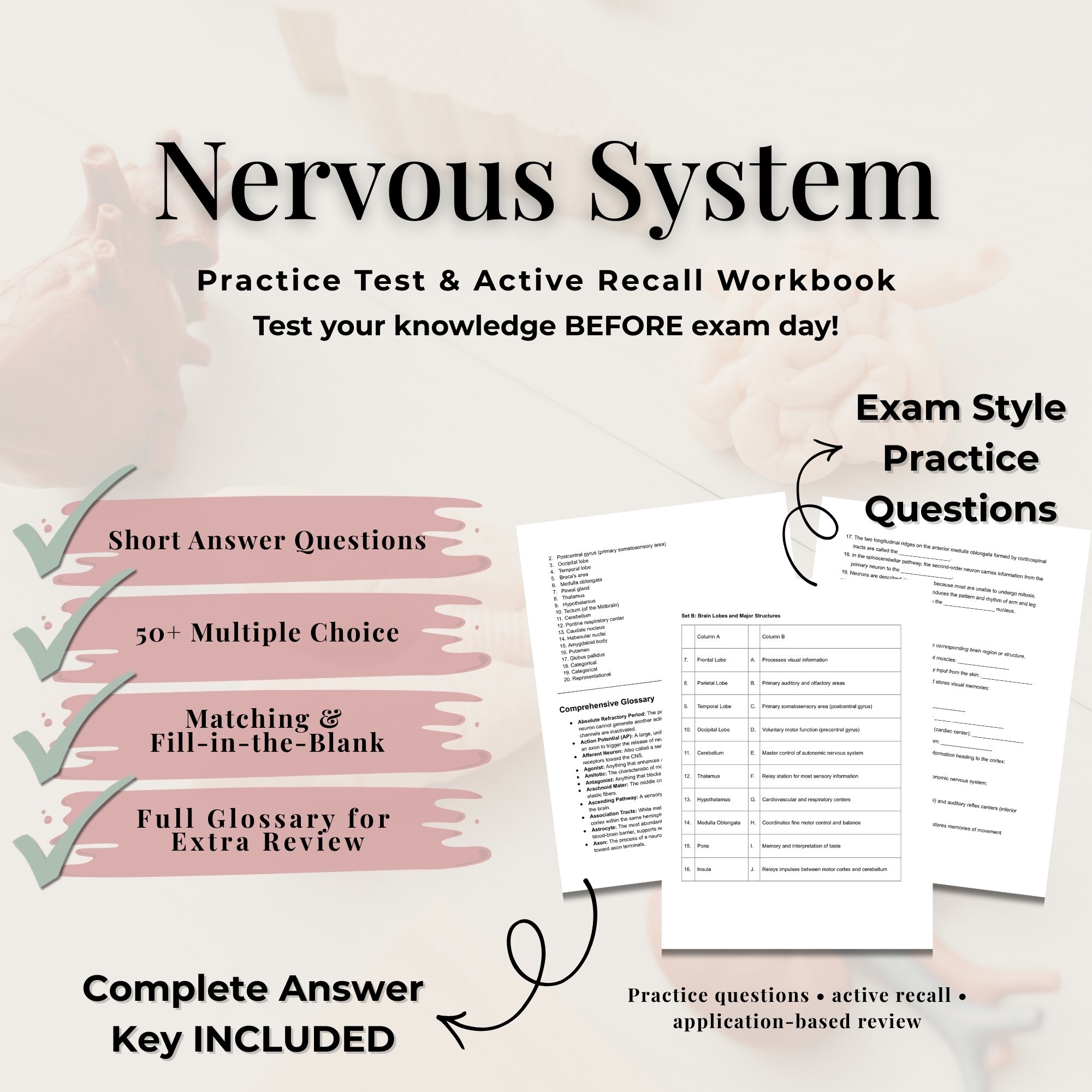 Nervous System Practice Test & Active Recall Workbook (A&P I) - Payhip