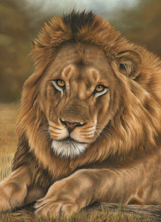 lion