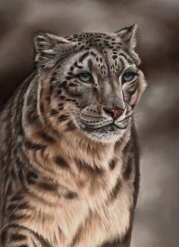 snow leopard