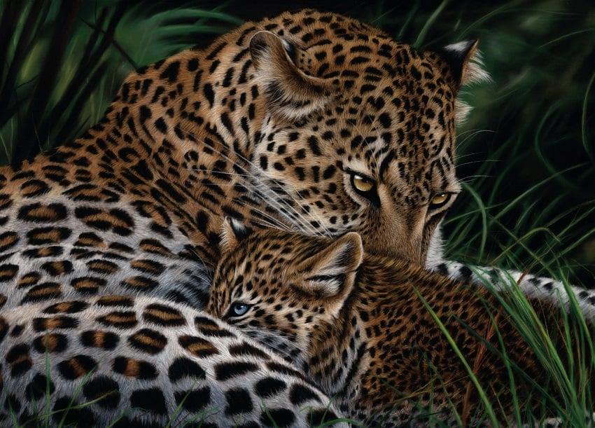 Leopard