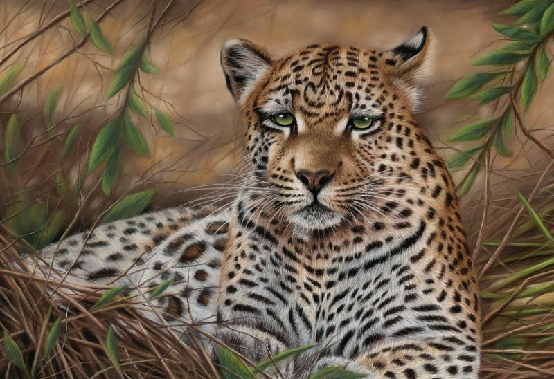Leopard