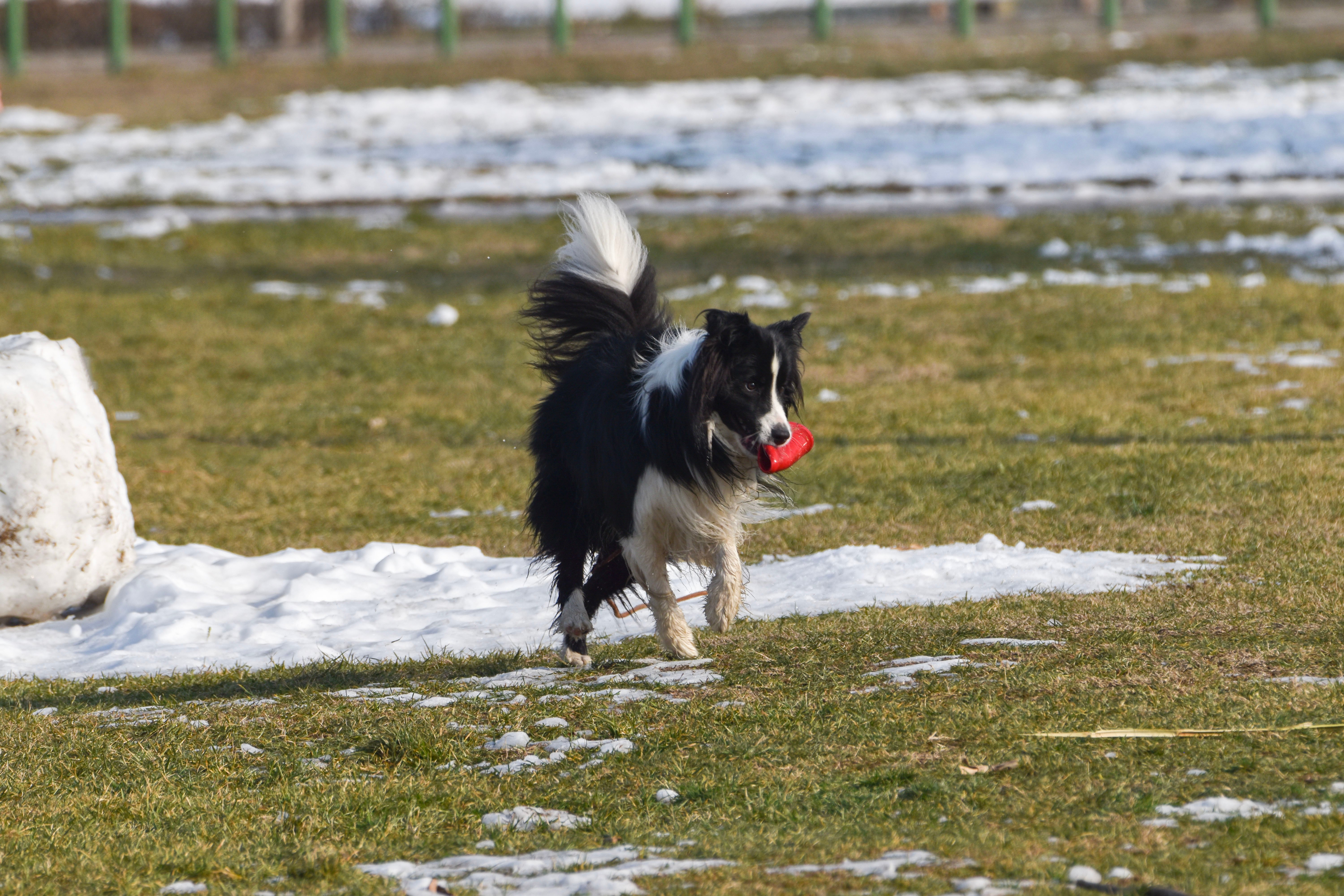 Dog running on snowy field in winter - Payhip