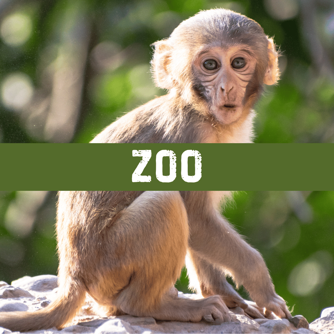 The Connett Connection - Zoo Activities
