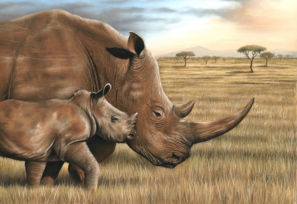 Rhino and Calf