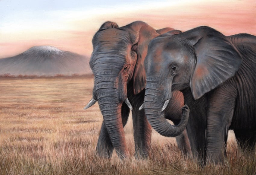 Elephants