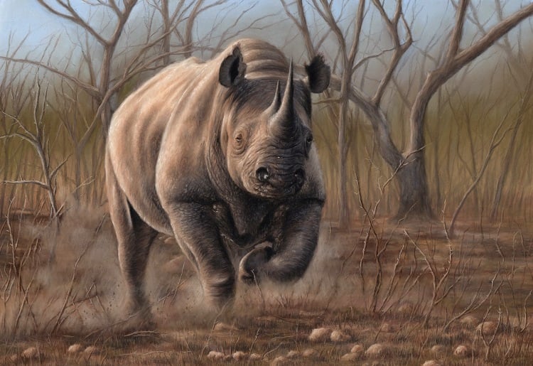 Rhino