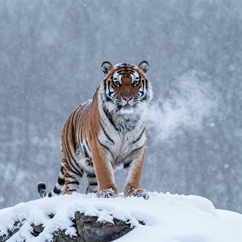A Tiger in the snow
