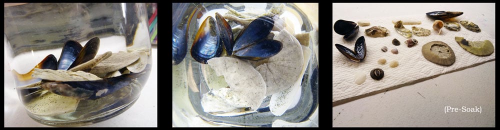 seashell cleaning process-auriel arts