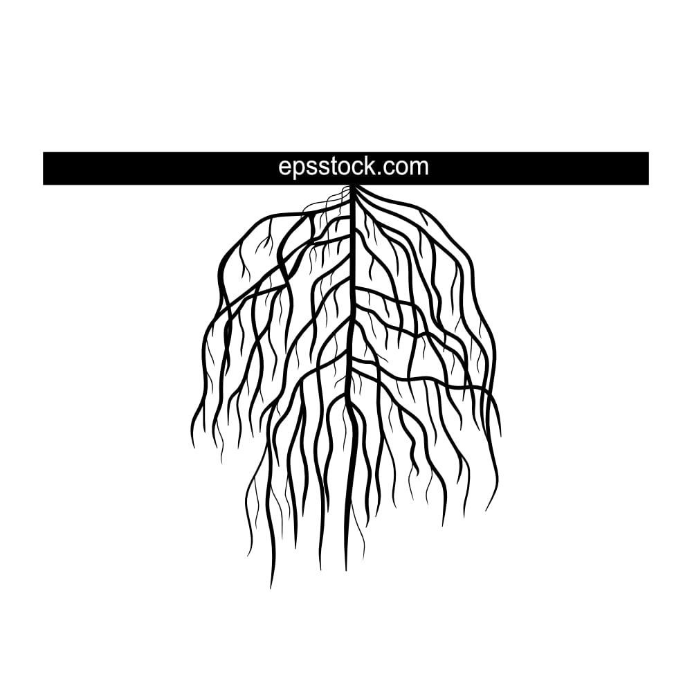 restricted branching root system