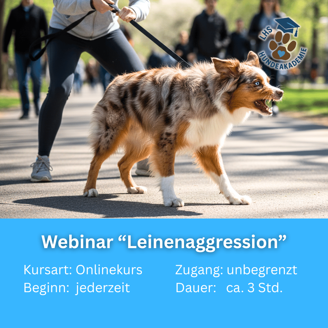 Leinenaggression abtrainieren