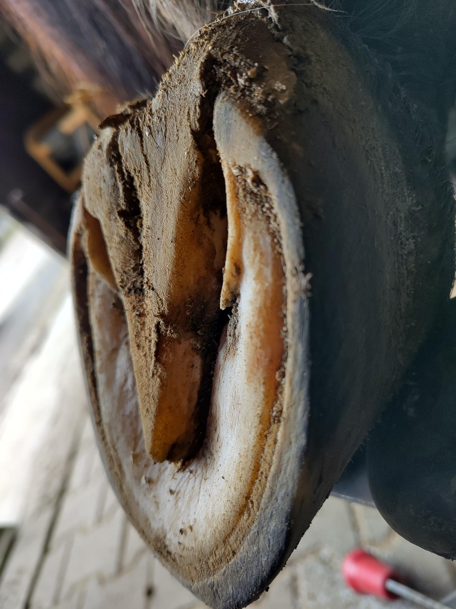 Pferdephysio Bodensee der gesunde Huf