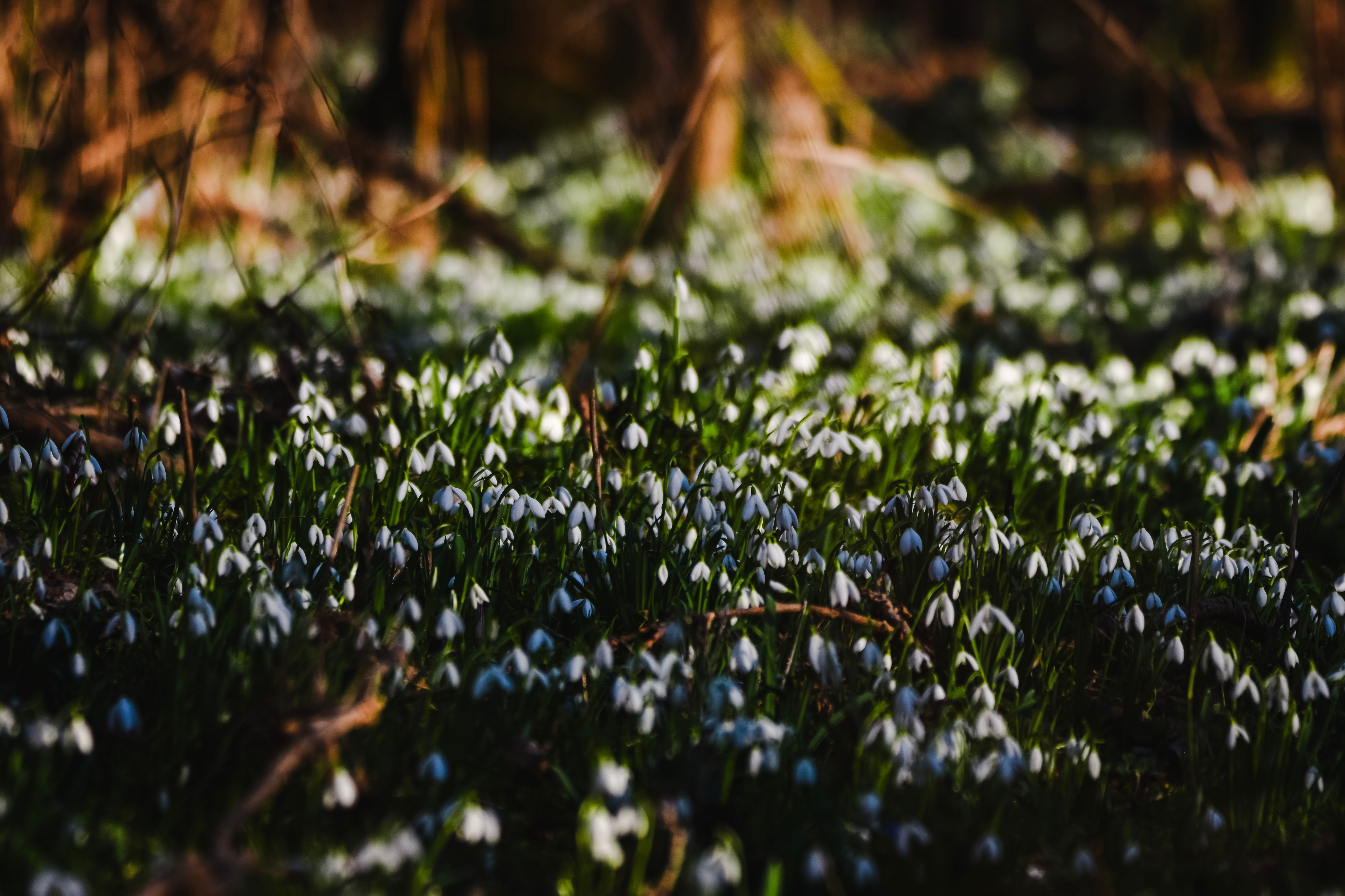 Snowdrops and blue scilla flowers blooming in early spring forest - Payhip