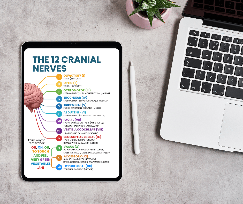 Cranial Nerve Nursing Study Guide PDF | 12 Cranial Nerves Cheat Sheet ...