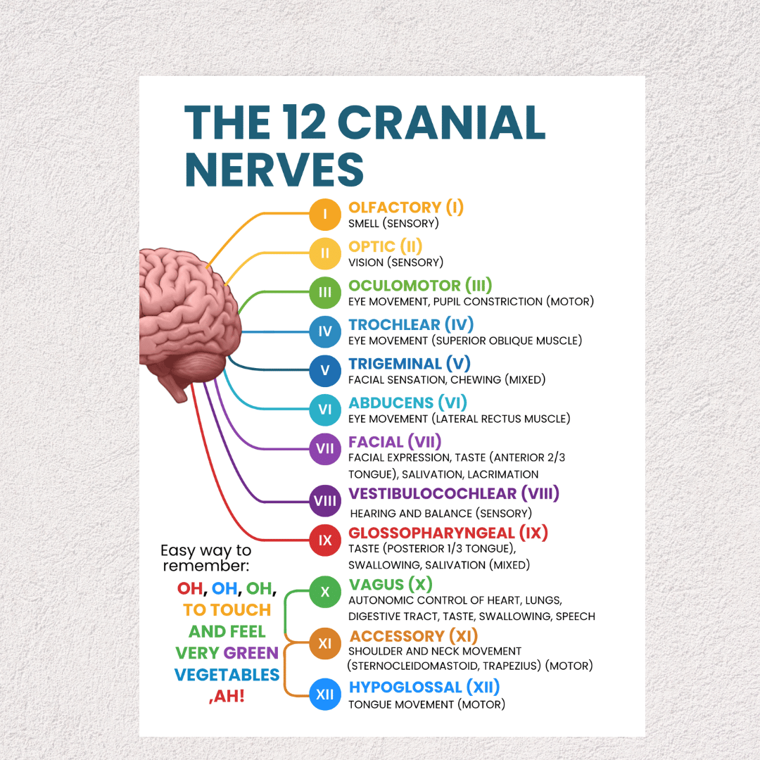 Cranial Nerve Nursing Study Guide PDF | 12 Cranial Nerves Cheat Sheet ...